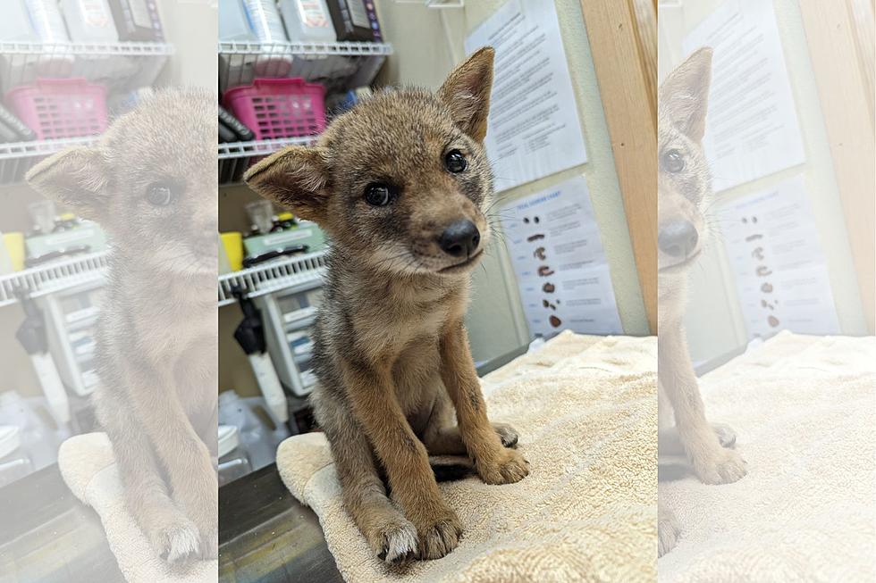 Indiana Woman Saves Young Coyote Pup