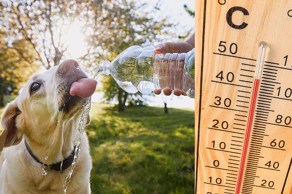 Beat the Heat: Pet Safety Tips for Extreme High Temperatures