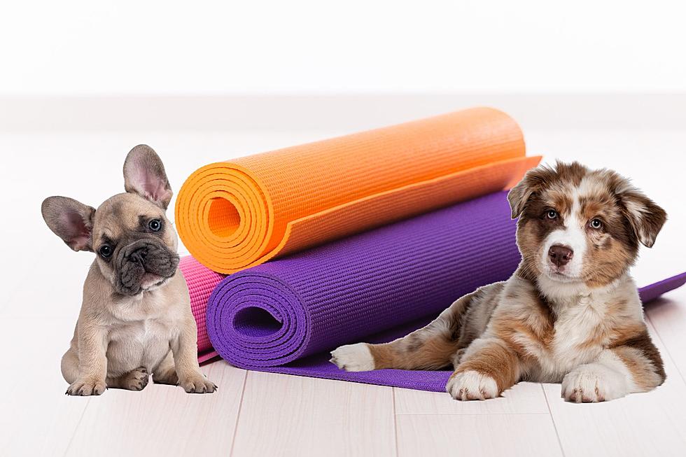 Join Puppy Yoga: A Fun Way to Support Local Animal Rescue – Limited Spots Available