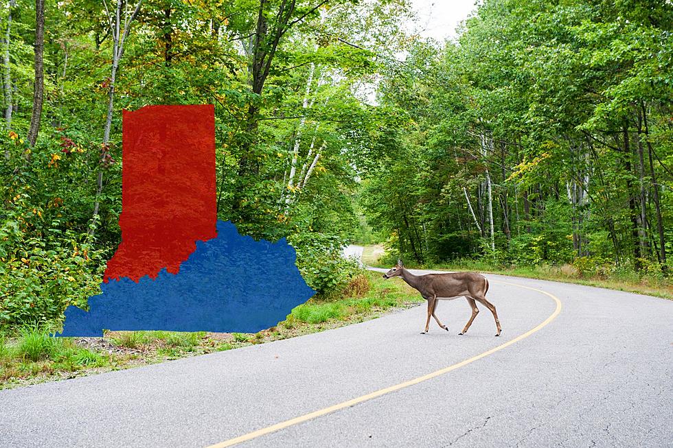 Don't 'Veer for Deer' While Driving in Indiana or Kentucky