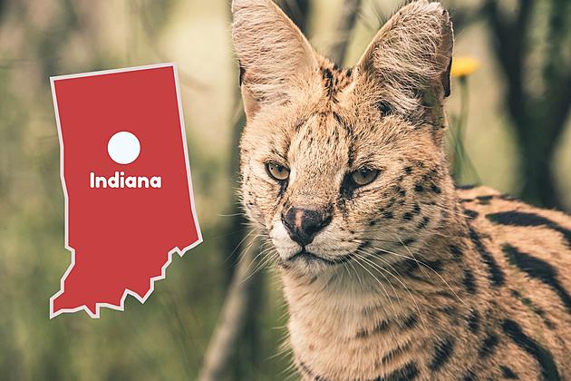 Indiana is Home to a Big Cat Sanctuary and You Can Visit