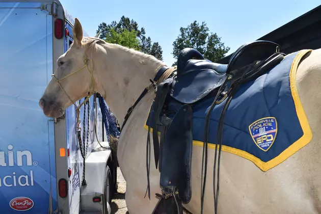 Indiana Police Department Mourns Loss of Mounted Patrol Unit Member &#8216;Blondie&#8217;