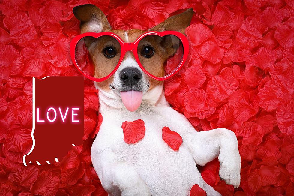 Spread the Love AND Help Homeless Animals in Indiana This Valentine’s Day