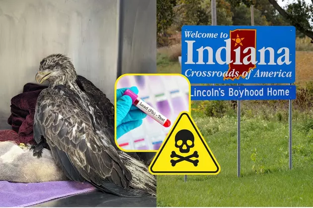 Bald Eagle Found in Indiana Suffering From Lead Toxicity Needs Your Help