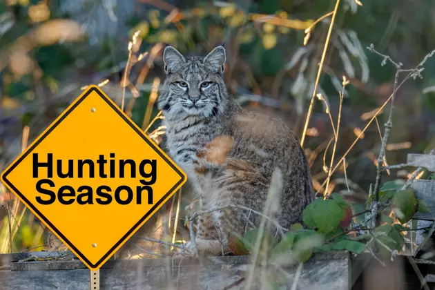 New Indiana Law Will Bring Bobcat Hunting Season to Hoosier State