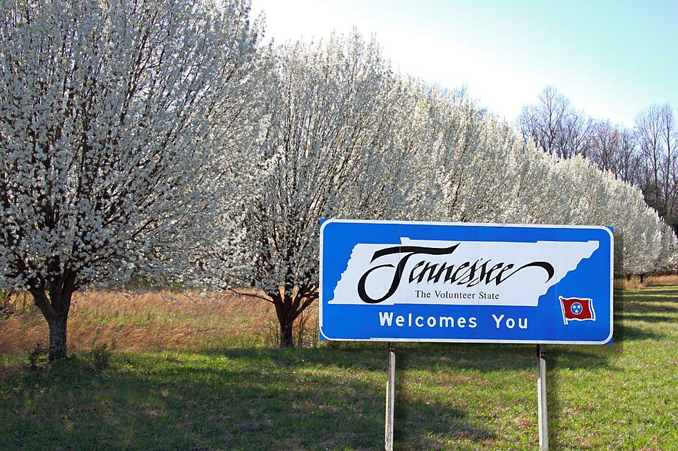 Popular Landscaping Trees Wreaking Havoc on Tennessee Ecosystem