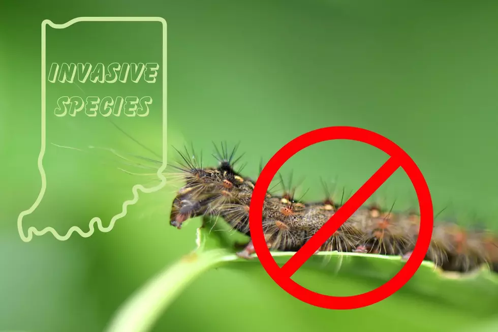 Simple DIY Rids Your Trees of this Invasive Indiana Caterpillar