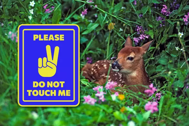 Hey Hoosiers: Here&#8217;s What You Should Do If You Find a Baby Deer All Alone