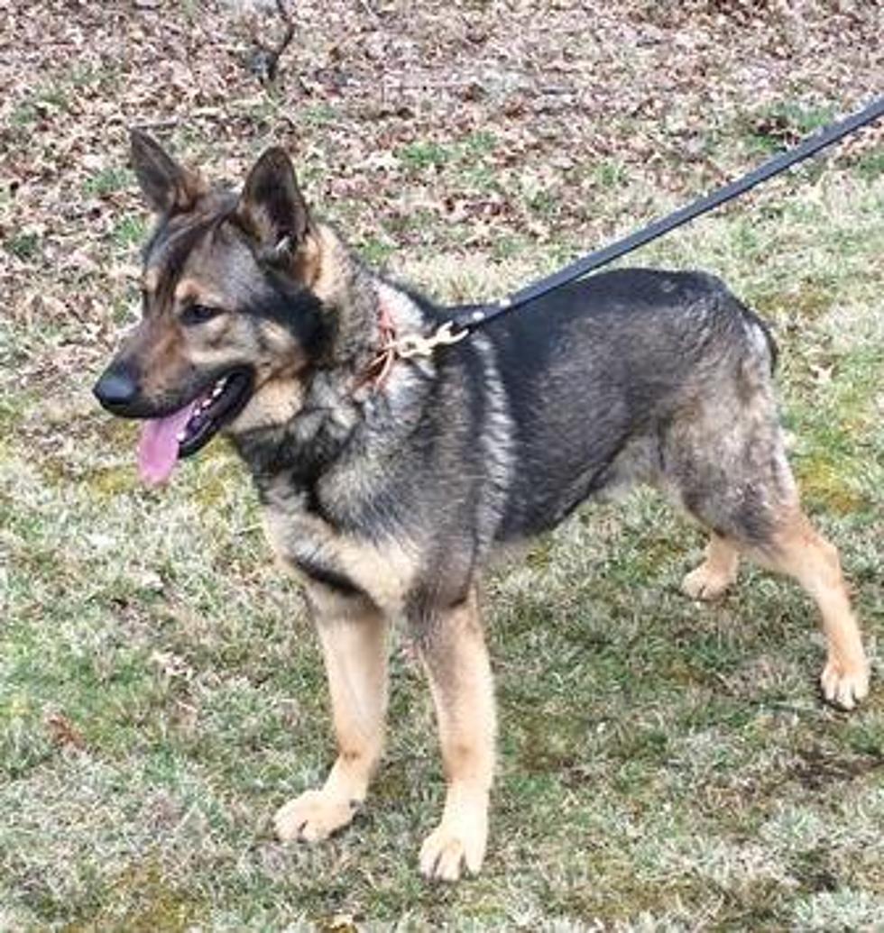 Rochester&#8217;s State Patrol Division Getting New K-9 Dog