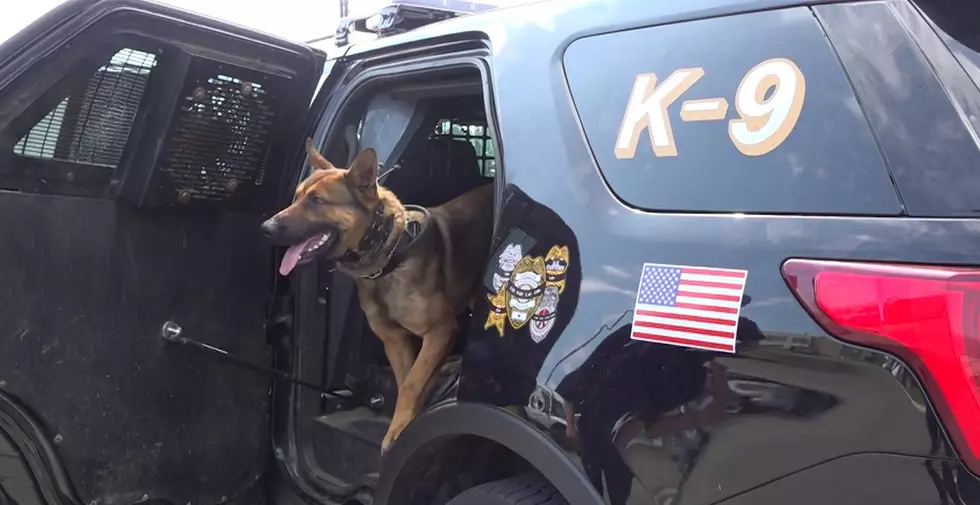 Families Can Watch K-9 Demonstrations This Sunday in Rochester