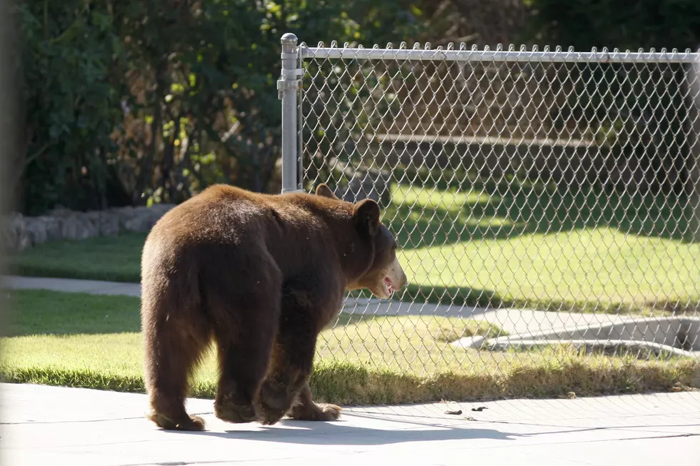 Bear Spotted In Rockford [PHOTOS]