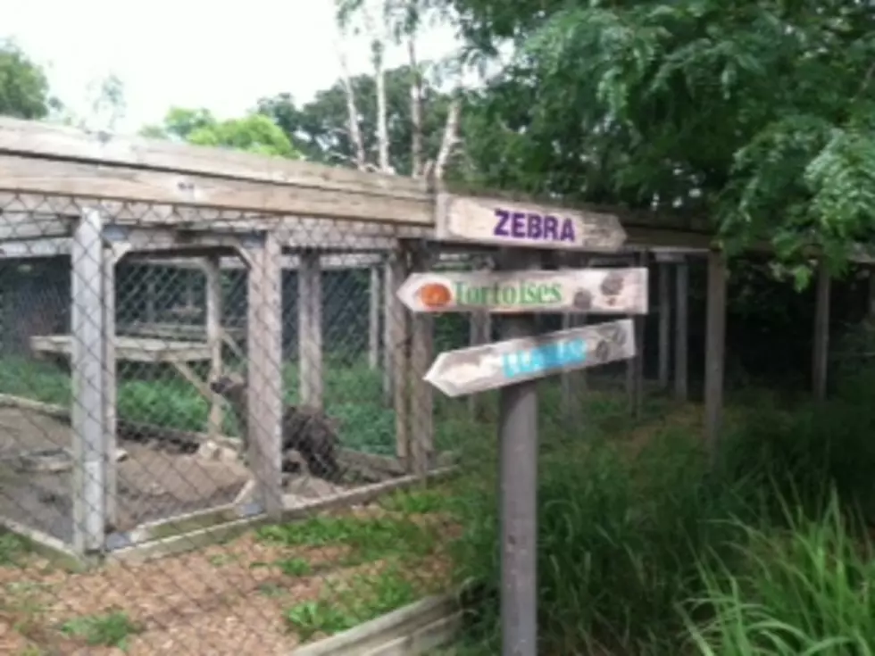 A Great Day At Summerfield Zoo