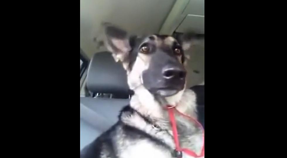 Awesome Dog Ear-Dances to ‘Low’ [VIDEO]