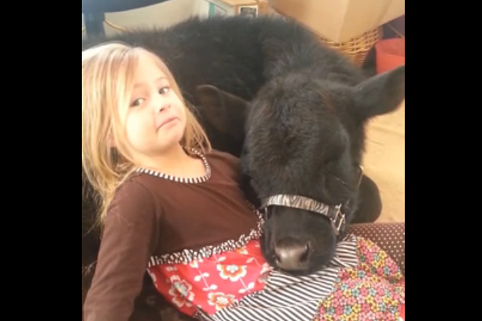 Little Girl Brings Her Pet Baby Cow In The House [VIDEO]