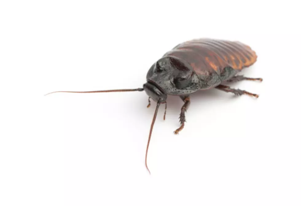 Ever Seen a Cigarette Cockroach in Rockford? (Watch)