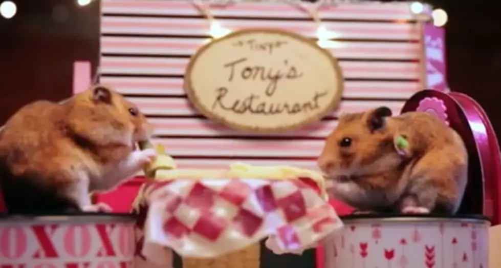 Tiny Hamsters Go on a Tiny Date for Valentine&#8217;s Day [VIDEO]