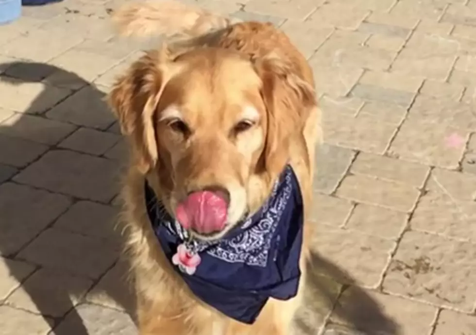 Golden Retriever Can’t Catch a Break or His Food [VIDEO]