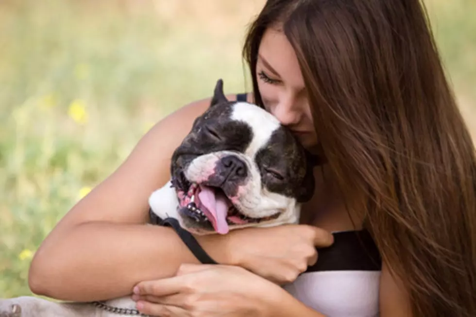 Photographer Gives Pit Bulls Unexpected Makeover to Help Them Get Adopted [PHOTO]