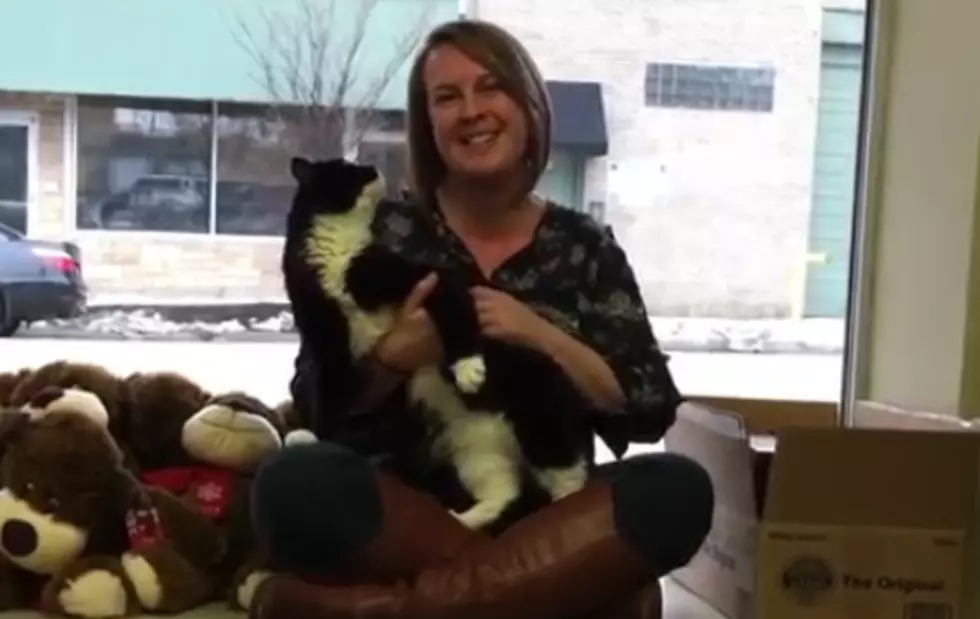 Furry Felines With FIV Need Purrrever Homes [VIDEO]