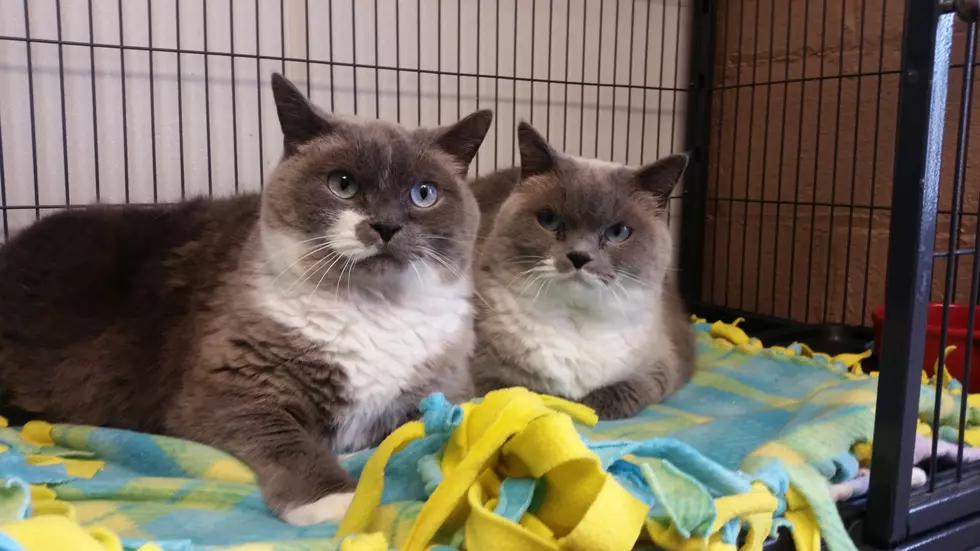 Adorably Fluffy; Furry Felines Need a Furever Home [VIDEO]