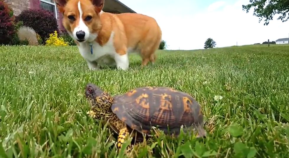 Dog Realizes It's A Turtle [VIDEO]