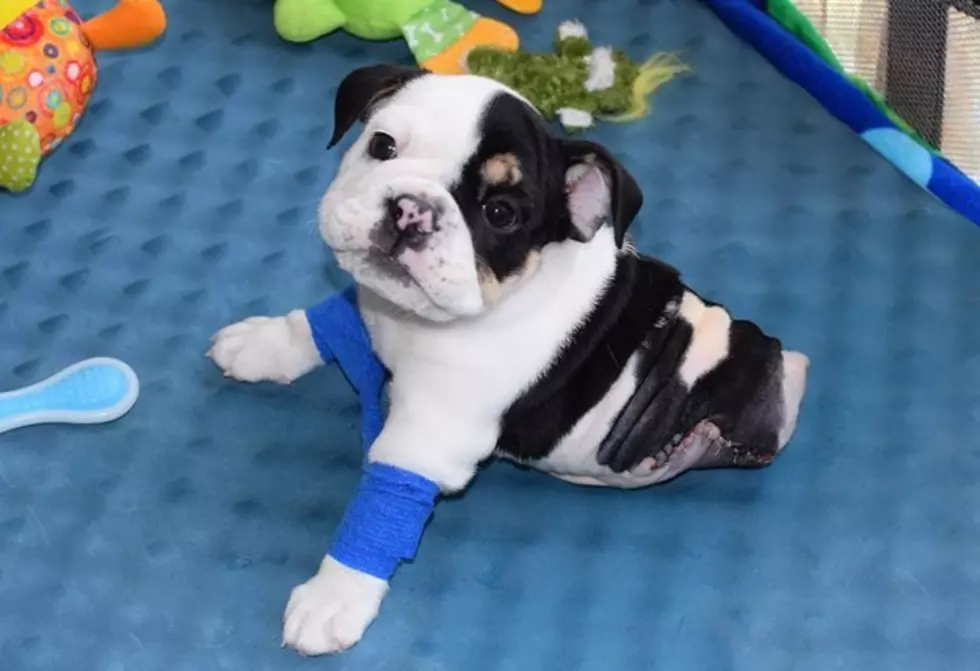 Puppy with No Legs Melts Hearts
