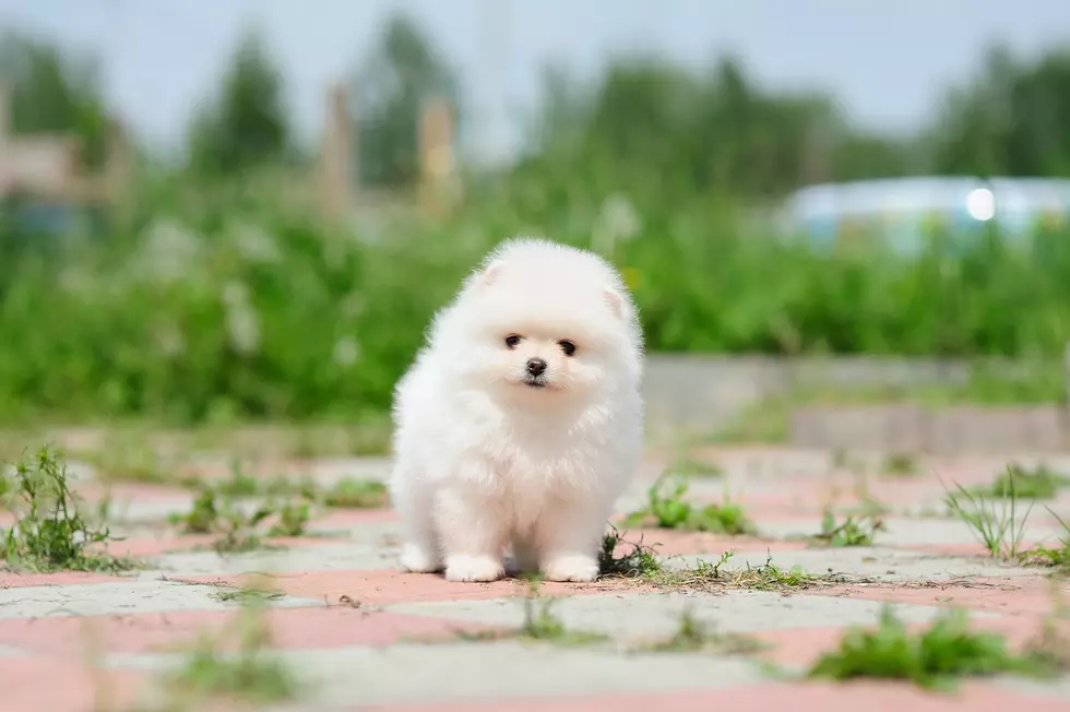 Pomeranian Puppy’s Sneeze is Perfect for Your Case of the Mondays [VIDEO]