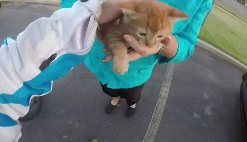 Hero Motorcyclist Saves Kitten From Busy Intersection [VIDEO]