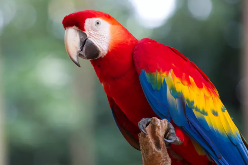 Man Cuts Off His Own Ears To Look Like His Parrot [VIDEO]