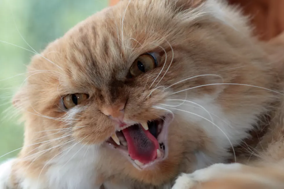 Only Reason Your Cat Doesn’t Kill You – ‘Things I Didn’t Know Yesterday’ [VIDEO]