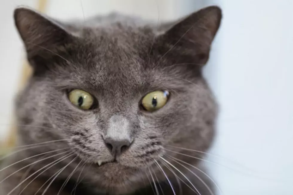 Cats Always Knocking Over Your Stuff? This is Why [VIDEO]