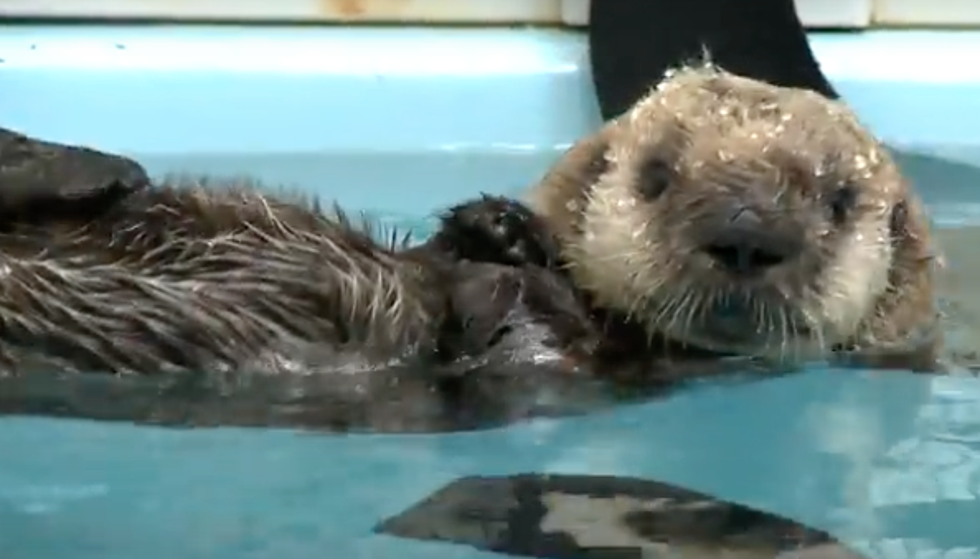 Baby Otter Comes to Shedd