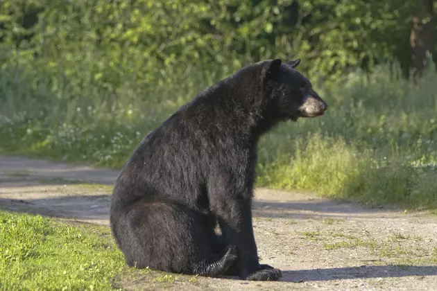 Was Rockford&#8217;s Black Bear Spotted In Galena?