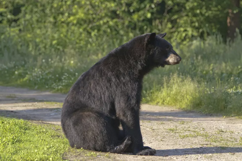 Was Rockford’s Black Bear Spotted In Galena?