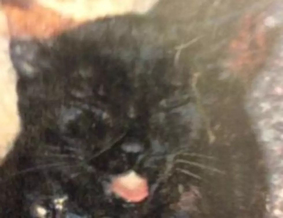 Rockford Resident Needs Help Getting Cat Back [PHOTOS]