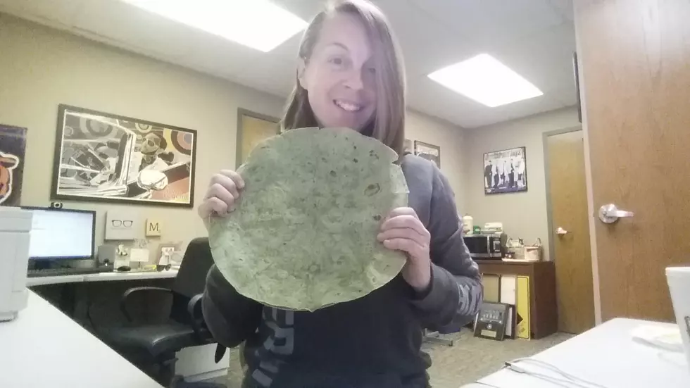 Don’t Have a Plate? Just Use one of These Instead [VIDEO]
