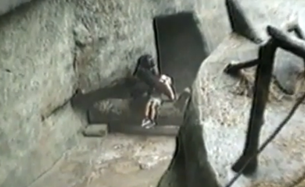 Remember When a Brookfield Zoo Gorilla Rescued a Little Boy in 1996? [VIDEO]