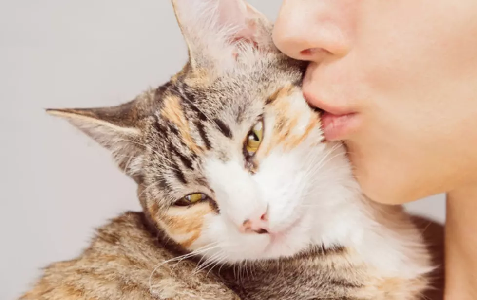 Have You Ever Wanted to Lick Your Cat? Now You Can
