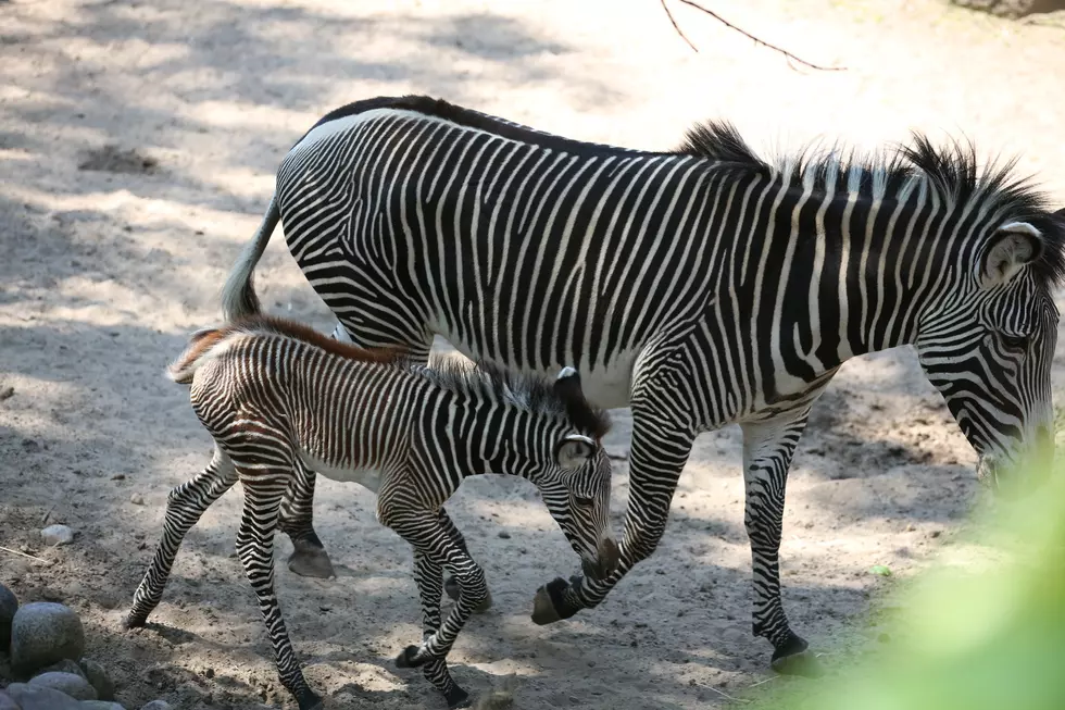 Baby Zebra at Lincoln Park Zoo