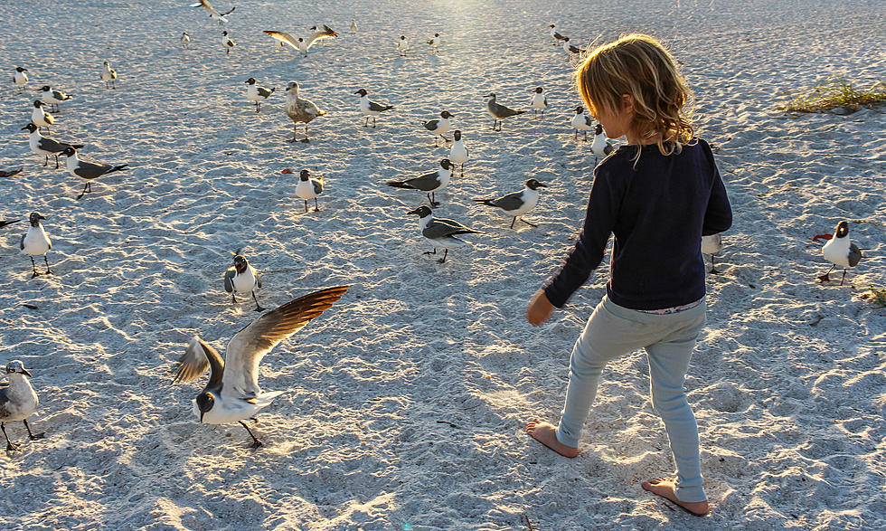 Little Girl Learns To Not Chase After Angry Chicago Seagulls