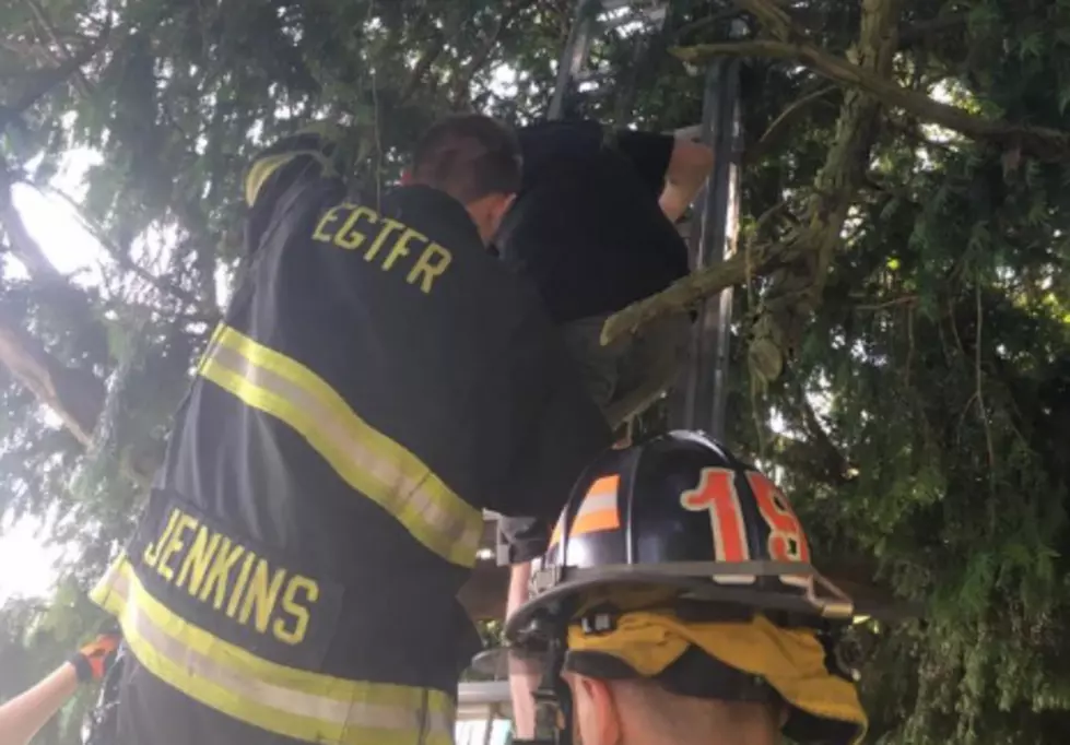 Woman Calls 911 After Getting Stuck in a Tree Playing Pokemon Go