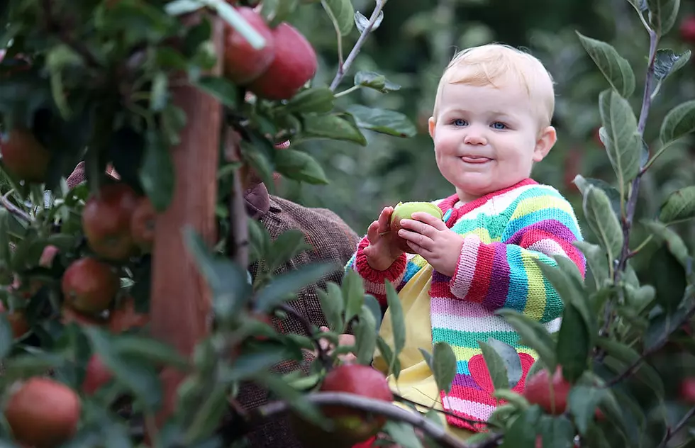 The 5 Types of People You’ll See at Local Apple Orchards this Fall