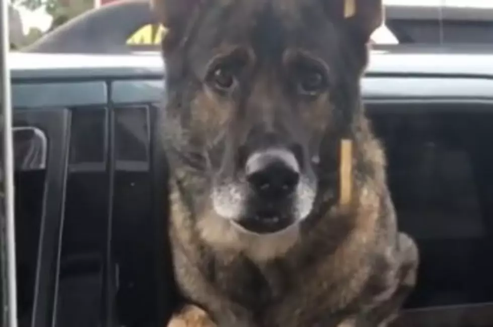 Off Duty Police Pup Loves his Puppiccino in this Adorable Video