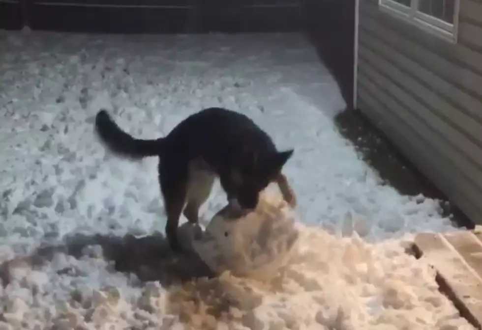Dixon Police Win Twitter (Again) with K-9 Snowman Attack