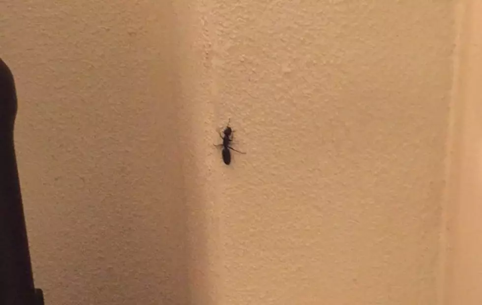 Is This Really An Ant?