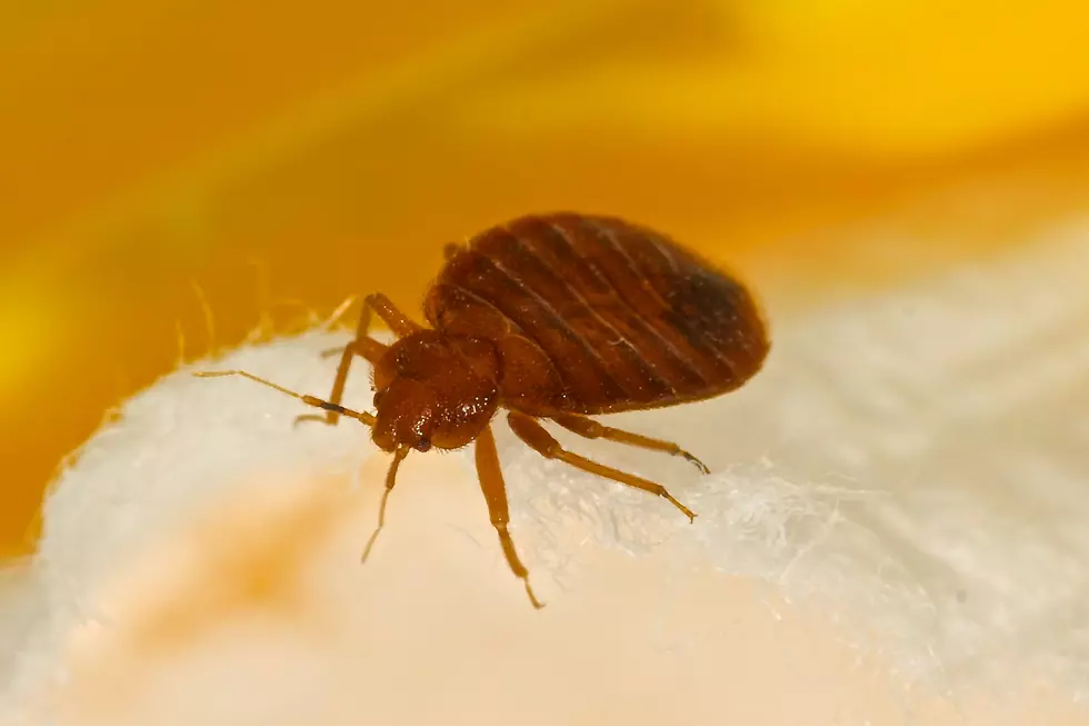 Woman Claims Grandchildren Got Bed Bugs from Rockford Hotel
