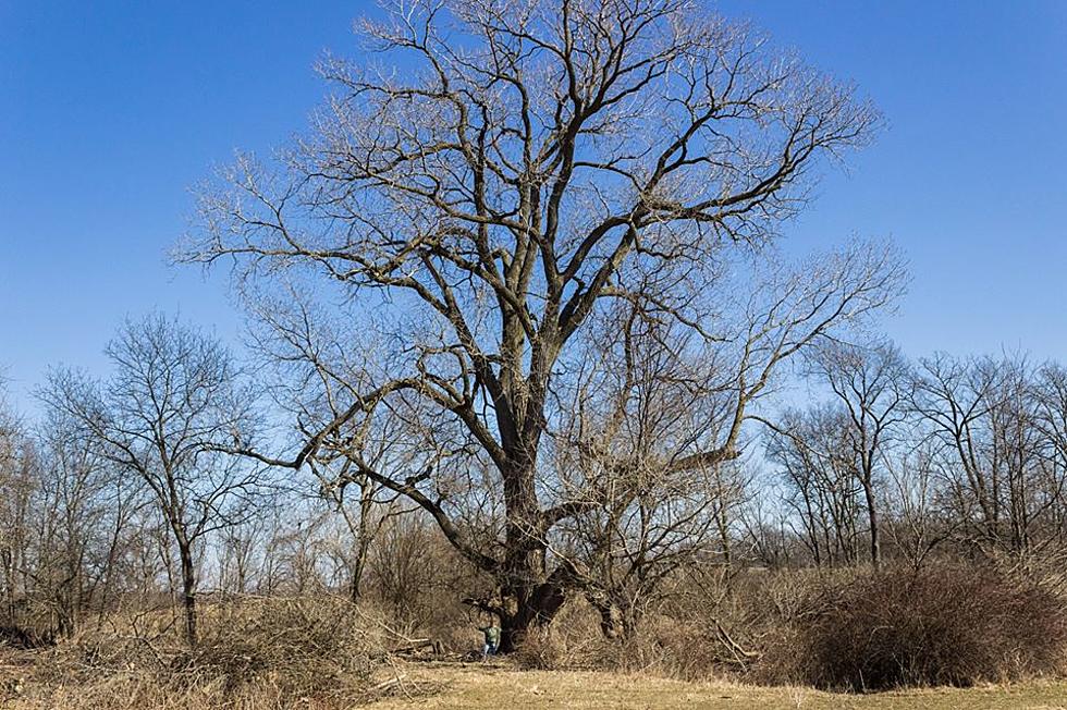 Illinois' Biggest Tree Is Just A Short Drive From Rockford 