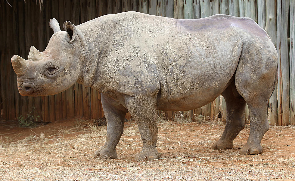 Brookfield Zoo’s History-Making Treatment for Rhino With Sinus Infection