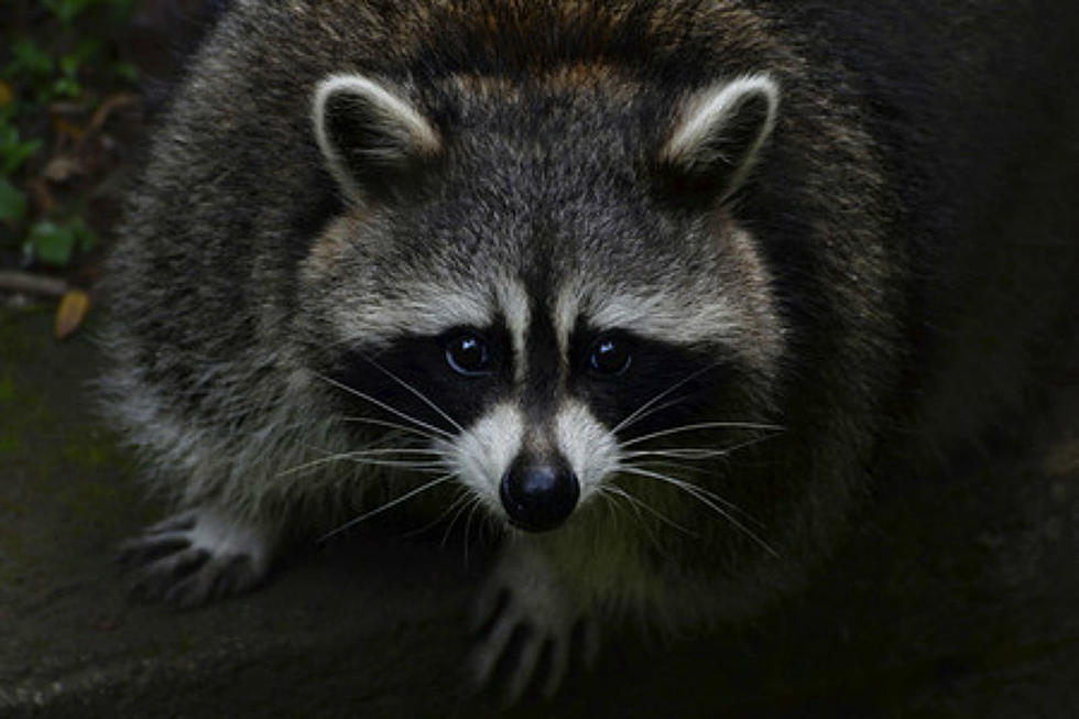 Be On the Lookout for Zombie Raccoons in Rockford