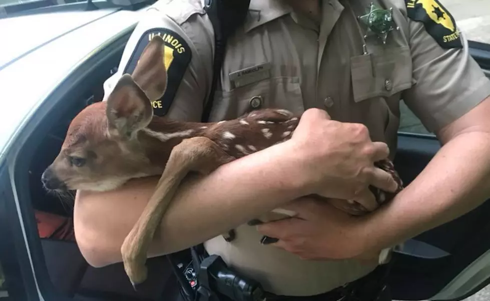 What to Do If You See a Fawn Lying Next to an Illinois Roadway